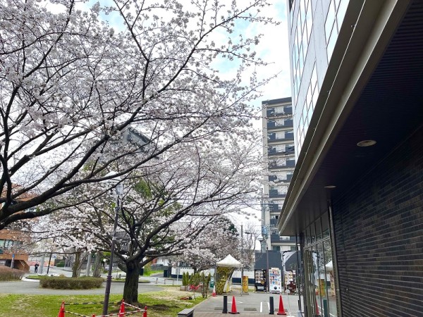 20250326 白川公園の桜 02